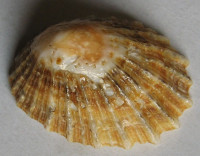 Patella barbara , Linneaus, 1758